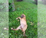 Small Labrador Retriever Mix
