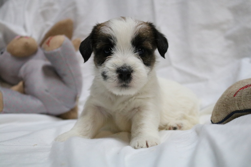 Medium Photo #1 Jack Russell Terrier Puppy For Sale in BROKEN BOW, OK, USA