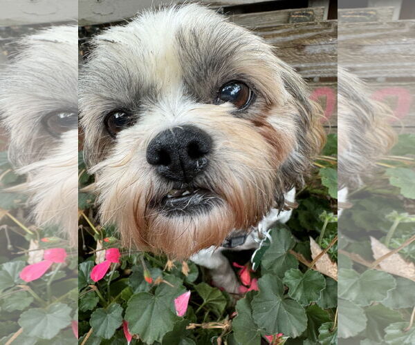 Medium Photo #2 Shih Tzu Puppy For Sale in Sioux Falls, SD, USA