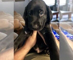 Small Photo #1 Labrador Retriever Puppy For Sale in PELZER, SC, USA