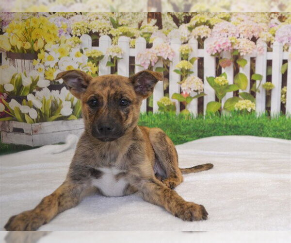 Medium Photo #1 German Shepherd Dog-Unknown Mix Puppy For Sale in Oroville, CA, USA