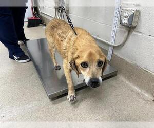Puggle Dogs for adoption in Grand Prairie, TX, USA