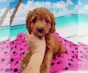 Double Doodle Puppy for sale in LOS ANGELES, CA, USA