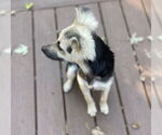 Small #5 Poodle (Miniature) Mix