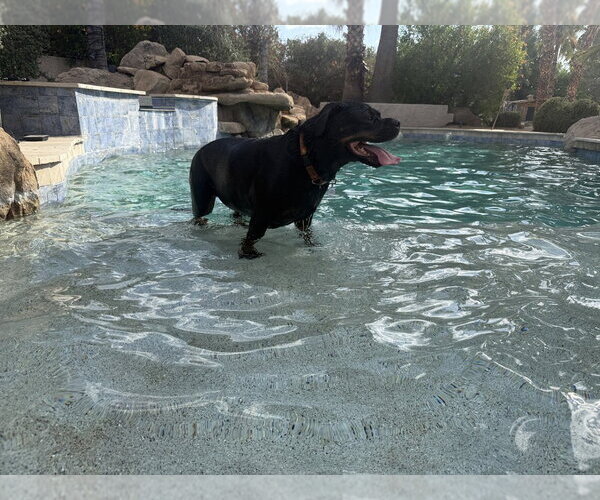 Medium Photo #5 Rottweiler Puppy For Sale in Gilbert, AZ, USA