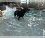 Small #4 Rottweiler