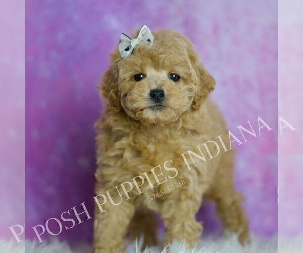 Medium Photo #6 Poodle (Miniature) Puppy For Sale in WARSAW, IN, USA