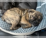 Small Photo #17 Olde English Bulldogge Puppy For Sale in VIOLA, AR, USA
