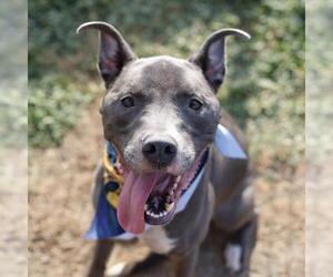 American Staffordshire Terrier-Unknown Mix Dogs for adoption in San Antonio, TX, USA
