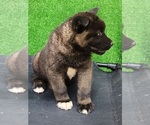 Puppy Puppy 1 Akita