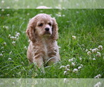 Small #9 Cocker Spaniel