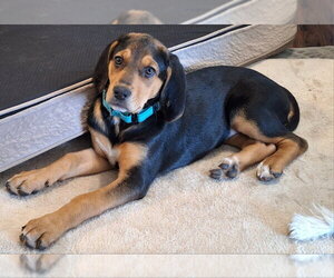 Coonhound-Unknown Mix Dogs for adoption in House Springs, MO, USA