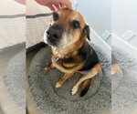 Small #1 Mutt