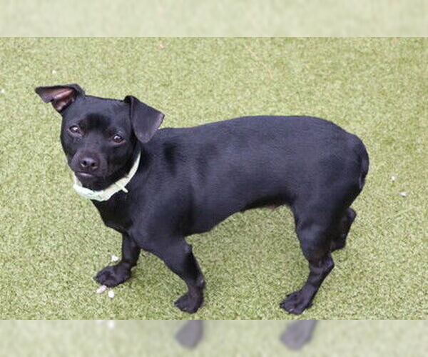 Medium Photo #2 Dachshund-Unknown Mix Puppy For Sale in Rockaway, NJ, USA