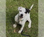 Small #3 American Pit Bull Terrier Mix