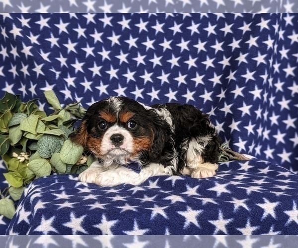 Medium Photo #6 Cavalier King Charles Spaniel Puppy For Sale in QUARRYVILLE, PA, USA