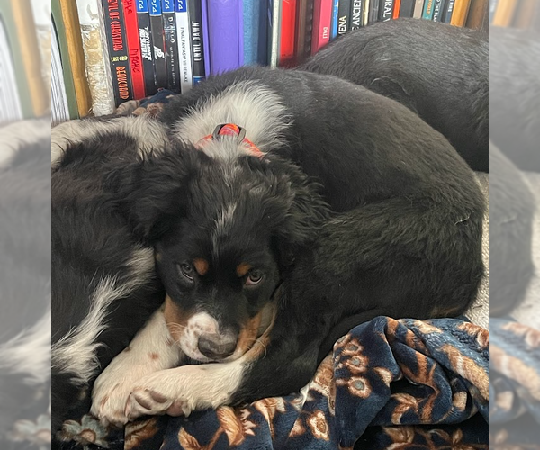 Medium Photo #10 Bernese Mountain Dog-Unknown Mix Puppy For Sale in Sandy, UT, USA