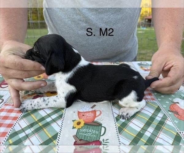 Medium Photo #17 German Shorthaired Pointer Puppy For Sale in ARGONNE, WI, USA