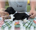 Puppy 6 German Shorthaired Pointer