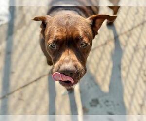Labrador Retriever-Unknown Mix Dogs for adoption in Tulsa, OK, USA