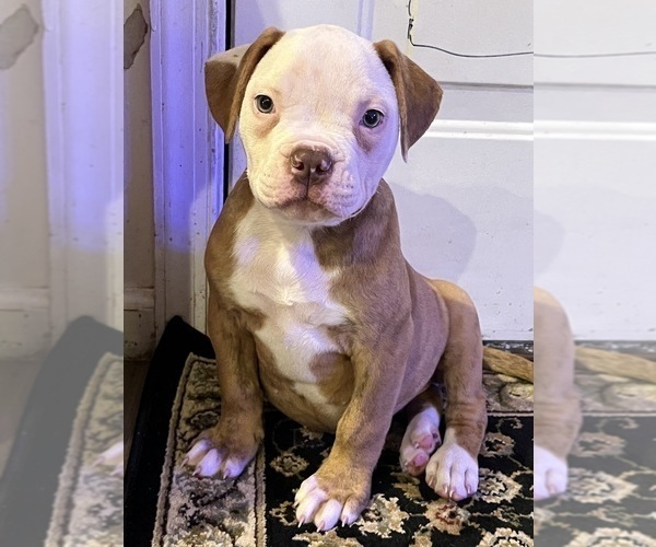 Medium Photo #6 American Bulldog Puppy For Sale in HARPERS FERRY, WV, USA