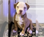 Small #5 American Bulldog