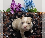 Small Photo #6 American Bully Puppy For Sale in HIALEAH, FL, USA