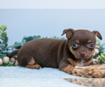 Small #4 Chihuahua