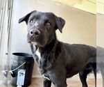 Small #1 Labrador Retriever