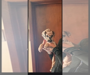 Great Dane Puppy for sale in EVELETH, MN, USA