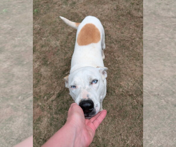 Medium Photo #2 Siberian Husky-Unknown Mix Puppy For Sale in Green Forest, AR, USA