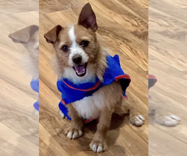 Medium Photo #2 Mutt Puppy For Sale in Cary, NC, USA