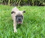 Puppy 2 French Bulldog