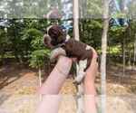 Puppy PrinceJellybean English Springer Spaniel