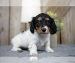Puppy Violet Dachshund