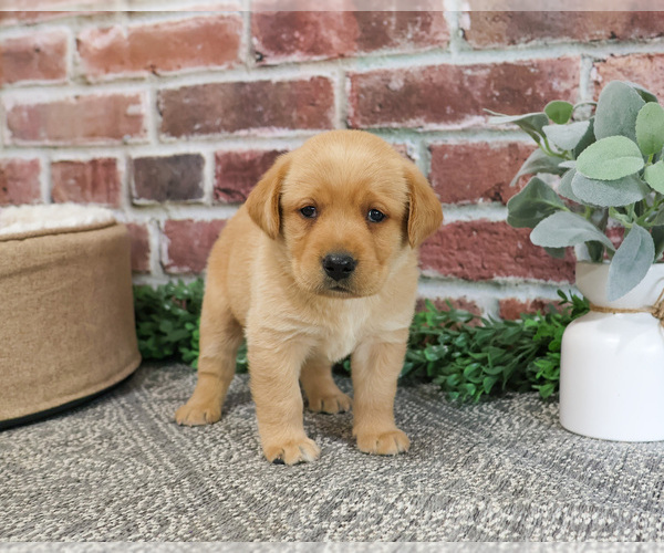 Medium Photo #13 Labrador Retriever Puppy For Sale in SYRACUSE, IN, USA