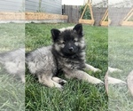 Small #2 Keeshond