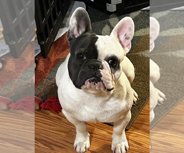 Medium Photo #1 French Bulldog Puppy For Sale in CORDOVA, AL, USA