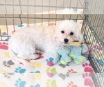 Small #3 Maltipoo (Toy)