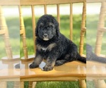 Small #35 Goldendoodle