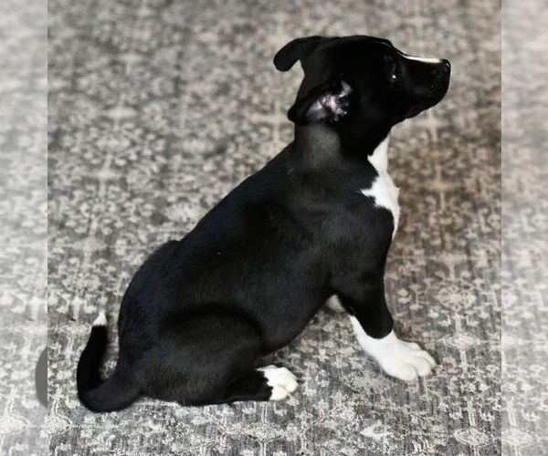 Medium Photo #4 American Bulldog-Labrador Retriever Mix Puppy For Sale in Mechanicsburg, PA, USA