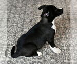 Small #3 American Bulldog-Labrador Retriever Mix