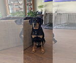 Small #12 Rottweiler Mix