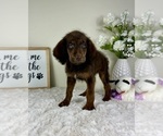 Small #4 Labradoodle