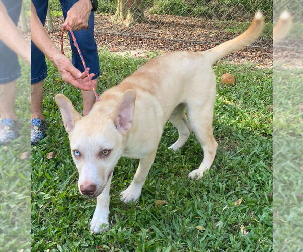 Medium Photo #4 Carolina Dog-Labrador Retriever Mix Puppy For Sale in Canton, CT, USA
