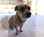 Small #4 Chiweenie