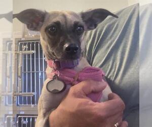 Italian Greyhuahua Dogs for adoption in Santa Cruz, CA, USA