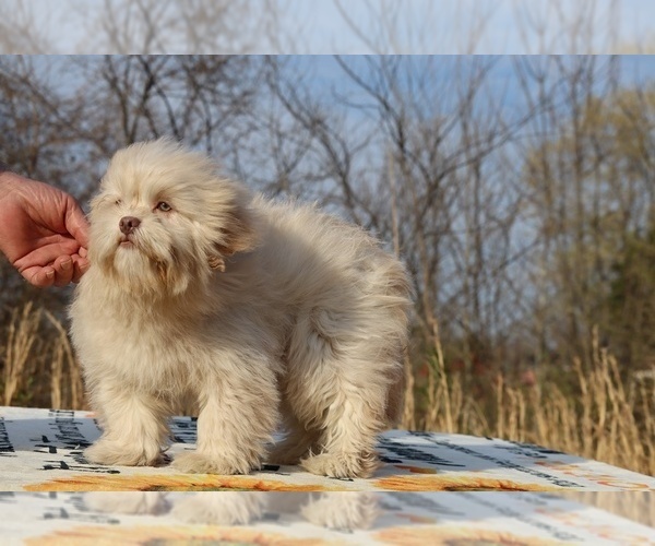 Medium Photo #3 ShihPoo Puppy For Sale in DYERSBURG, TN, USA