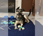 Small #3 German Shepherd Dog Mix