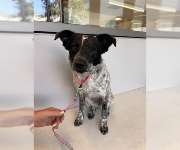 Medium Photo #2 Texas Heeler Puppy For Sale in San Martin, CA, USA